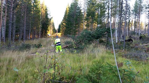 Keuruun Sähkön verkkoalueelle kaatunut puu.