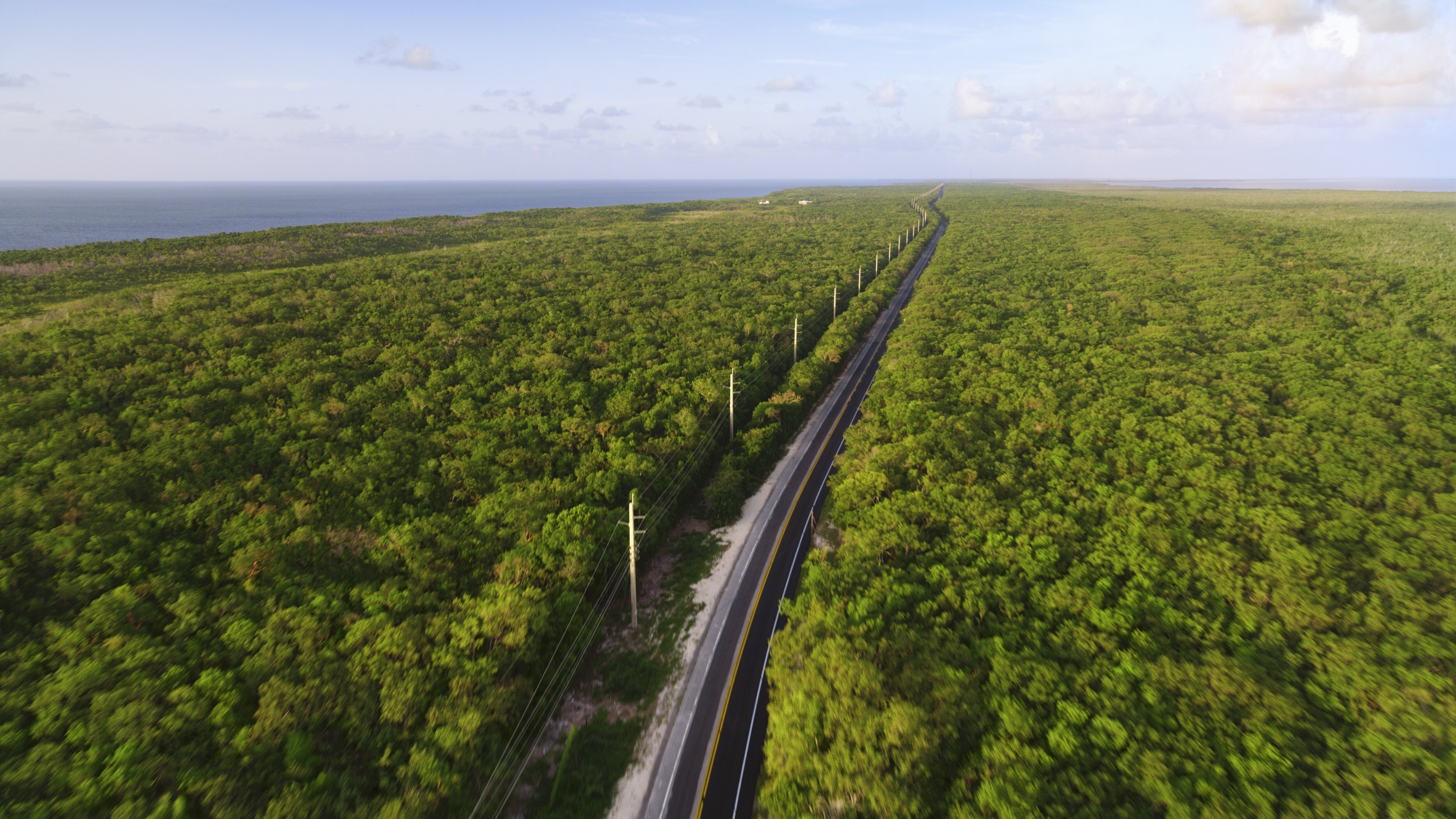 A road in the middle of a forest.